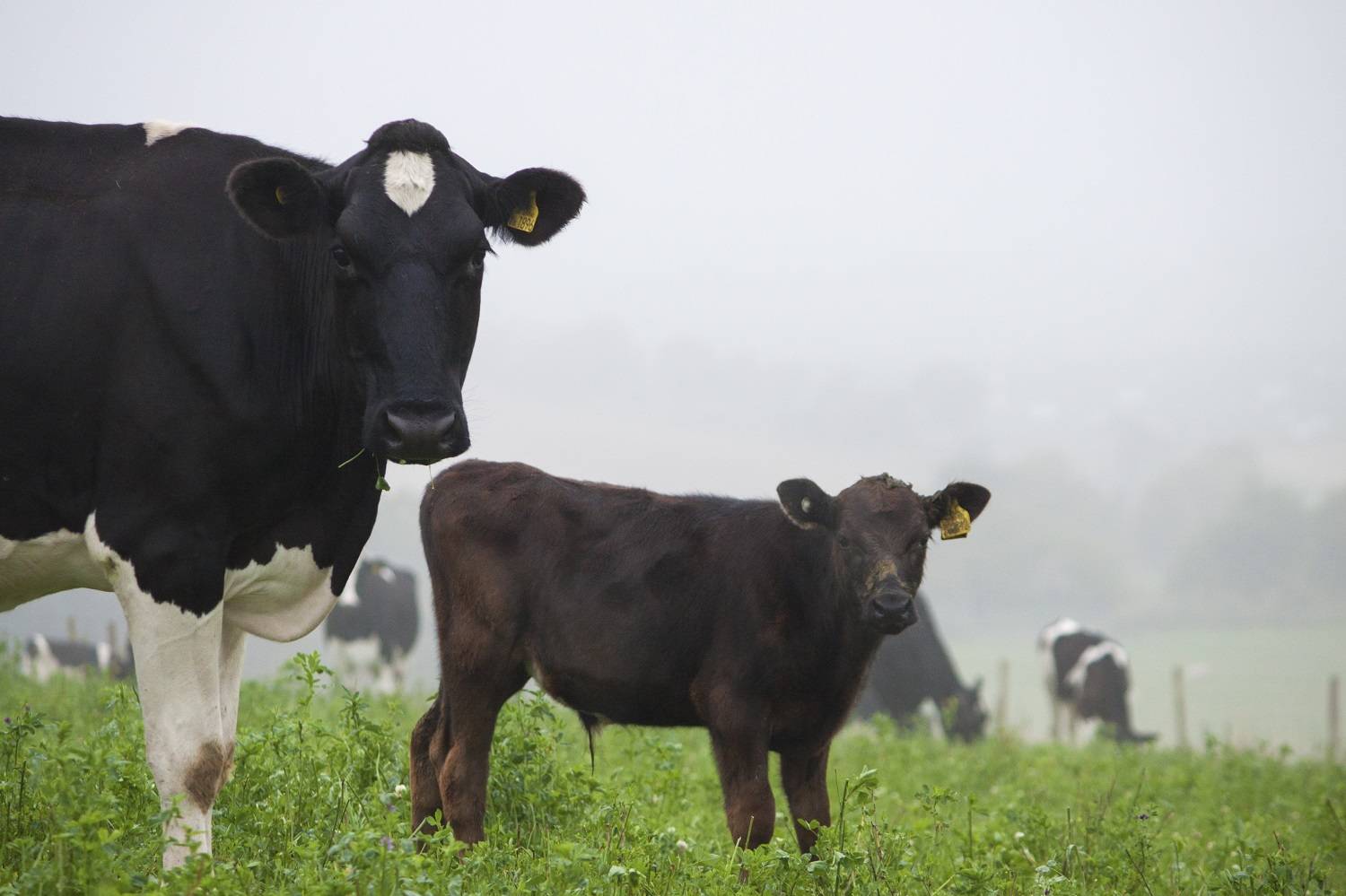 Organic Rose Veal Helen Browning’s Shop