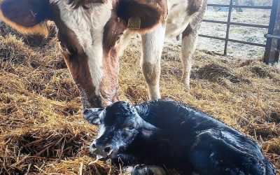 Spring Calving