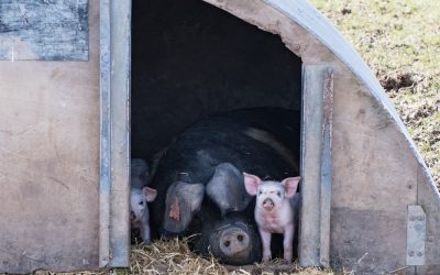 The Happiest Pigs in the World
