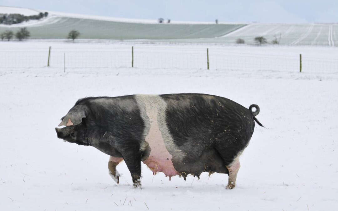 Pig in Snow