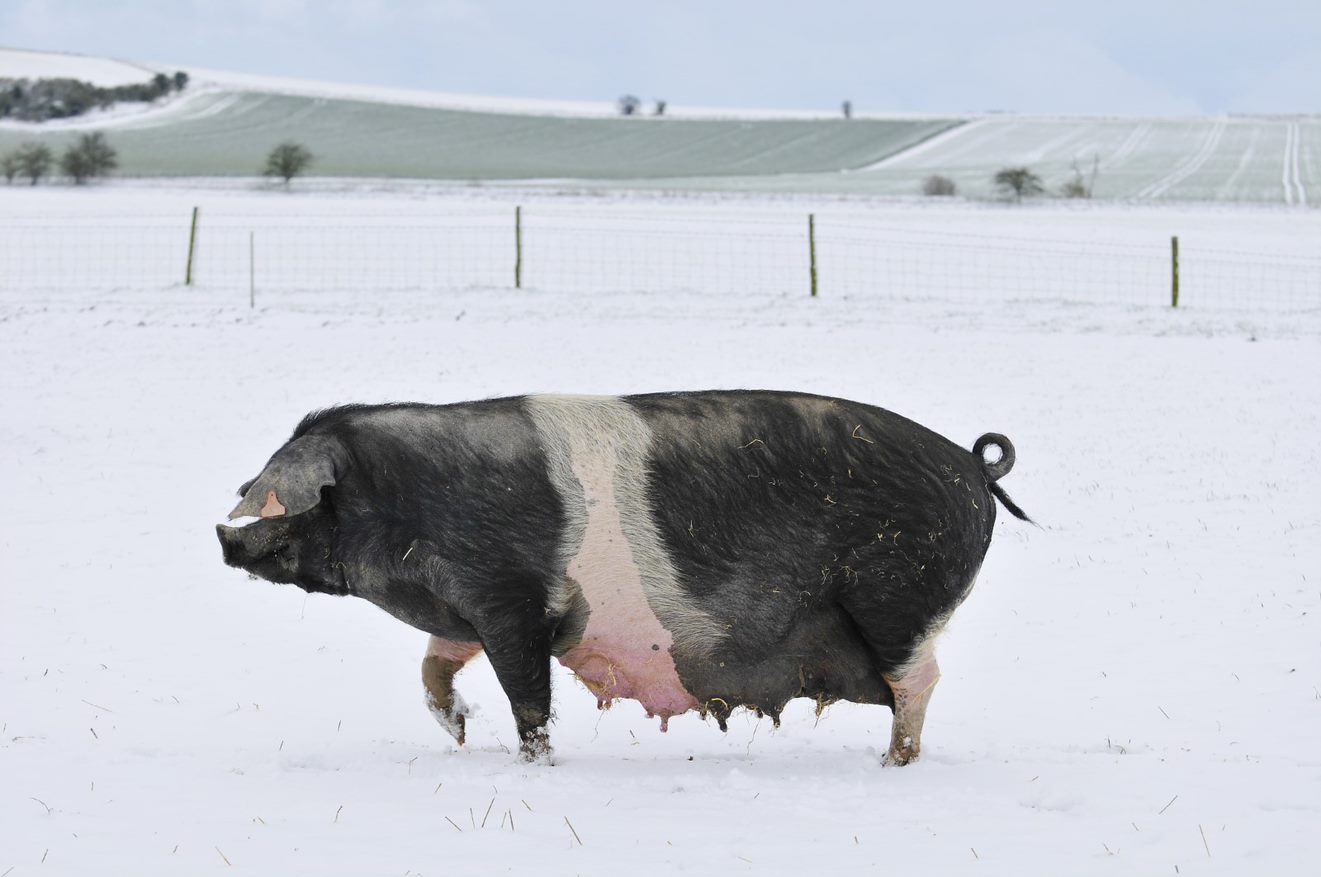 Pig in Snow