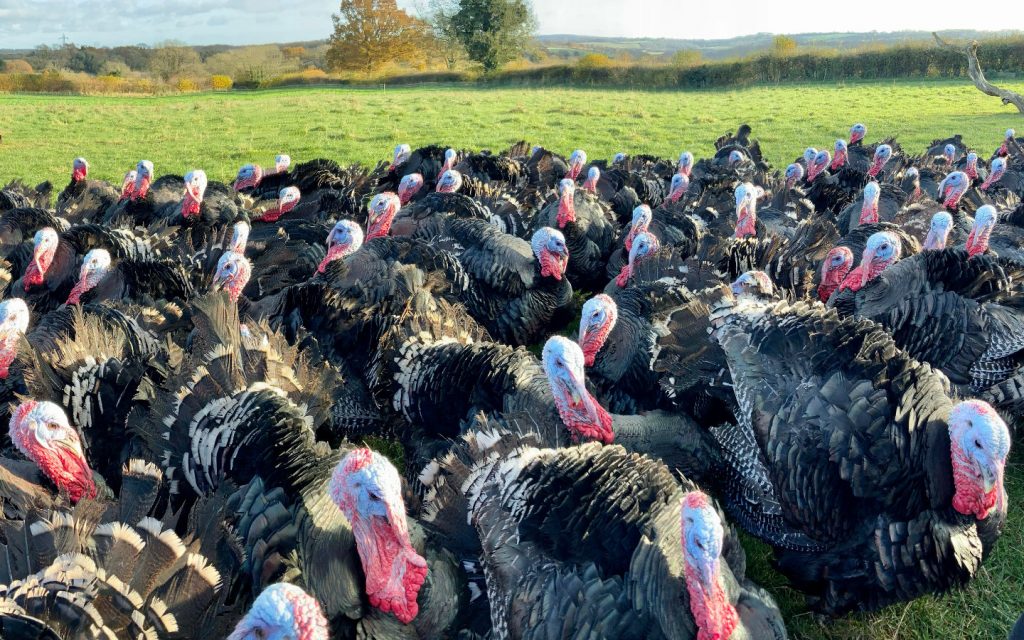 traditional-organic-bronze-feathered-turkeys-helen-browning-s-organics