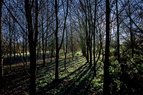 Marral Woodland