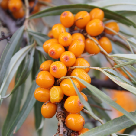 Organic Frozen Sea Buckthorn